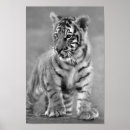 Buscar tigre blanco y negro posters Animal