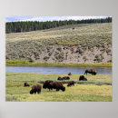 Buscar buffalo arte Yellowstone