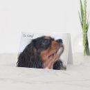 Buscar perro de aguas fotografía Rey