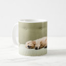 Buscar perro el dormir tazas Animales domésticos