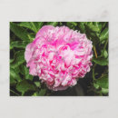 Buscar peony postales Follaje