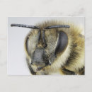 Buscar abeja de la miel postales Insecto