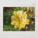 Buscar calendula postales Caléndula
