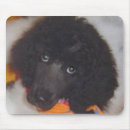 Buscar caniche estándar alfombrillas de raton Perro