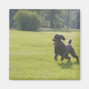 Buscar caniche imanes Vertical