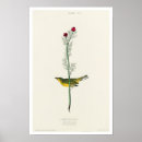 Buscar flycatcher posters Pájaro