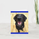 Buscar labrador negro tarjetas Recuperador de labrador