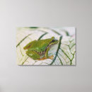 Buscar rana verde arte Hyla regilla