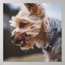 Buscar yorkshire terrier dog posters Animal