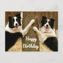 Buscar border collie postales Perro blanco y negro