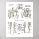 Buscar anatomía muscular posters Músculos