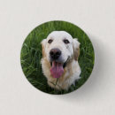Buscar golden retriever chapas Animal