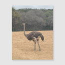 Buscar ostriches imanes Vida silvestre