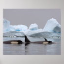 Buscar antártico arte Iceberg