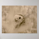 Buscar pollo posters General y unisex
