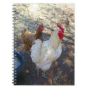 Buscar gallina cuadernos Pájaros