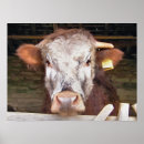 Buscar vacas posters Adorable