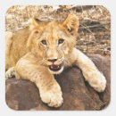 Buscar tigre pegatinas Fotografía