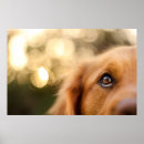 Buscar ojo posters Animal