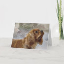 Buscar caballería tarjetas Lindo