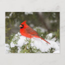 Buscar enebro tarjetas Vacaciones