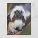 Buscar tamarin postales Tamarina de algodón