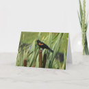 Buscar del mirlo tarjetas Naturaleza