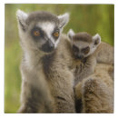 Buscar lemur azulejos Primate