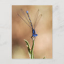Buscar mosca postales Macro