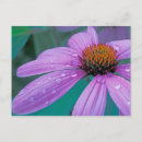 Buscar gotas de agua postales Flor