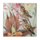Buscar colibrí y flores azulejos Para todos