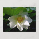 Buscar flores delicadas postales Para todos