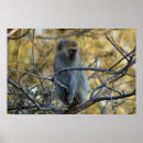 Buscar babuino posters África