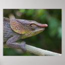 Buscar reptil posters Al aire libre