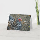 Buscar pollo tarjetas Animal de granja