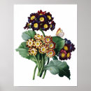 Buscar primula Flowers