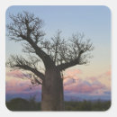 Buscar baobab pegatinas Madagascar