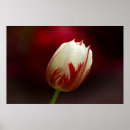 Buscar tulipán rojo y blanco posters Fotografía