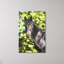 Buscar partes del caballo posters Mirando a la cámara