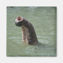 Buscar corbett imanes Fauna