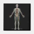 Buscar transparent imanes Ilustracion