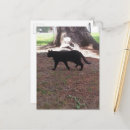 Buscar gatitos negros postales Gato