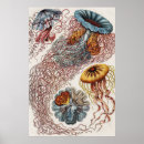 Buscar vida marina posters Ernst haeckel
