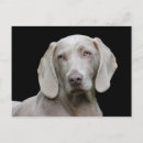 Buscar weimaraner postales Canina