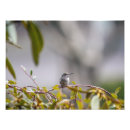 Buscar colibrí fotografía Jardín