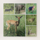 Buscar áfrica puzzles Cebra