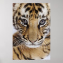 Buscar zoología posters Mamífero