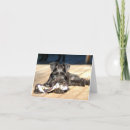 Buscar schnauzer blanco tarjetas Perro