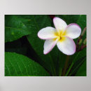 Buscar plantas hawaianas posters Plumeria