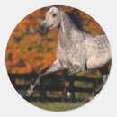 Buscar caballos árabes pegatinas En ejecución